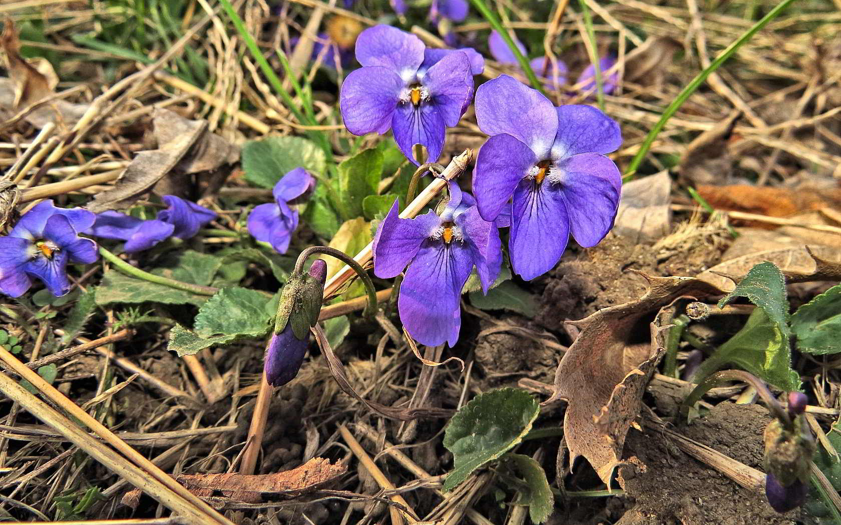 Le ultime arrivate tra le piante gi� fiorite